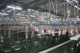 重慶合川屠宰廠低價轉(zhuǎn)讓